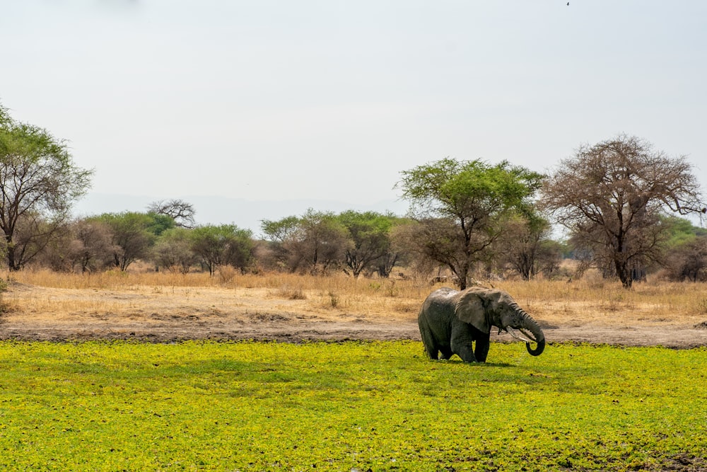 an elephant standing in a field with trees in the background