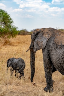 a large elephant and a small elephant standing in a field