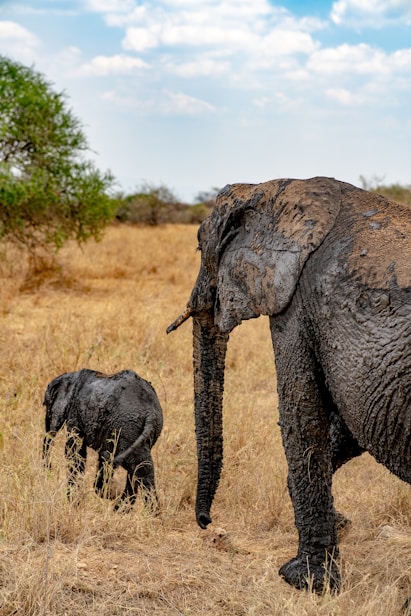 a large elephant and a small elephant standing in a field