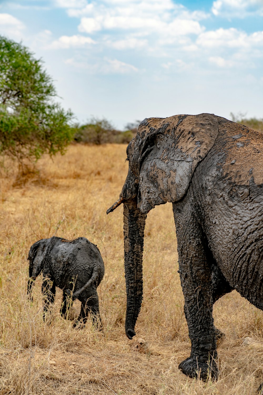 a large elephant and a small elephant standing in a field