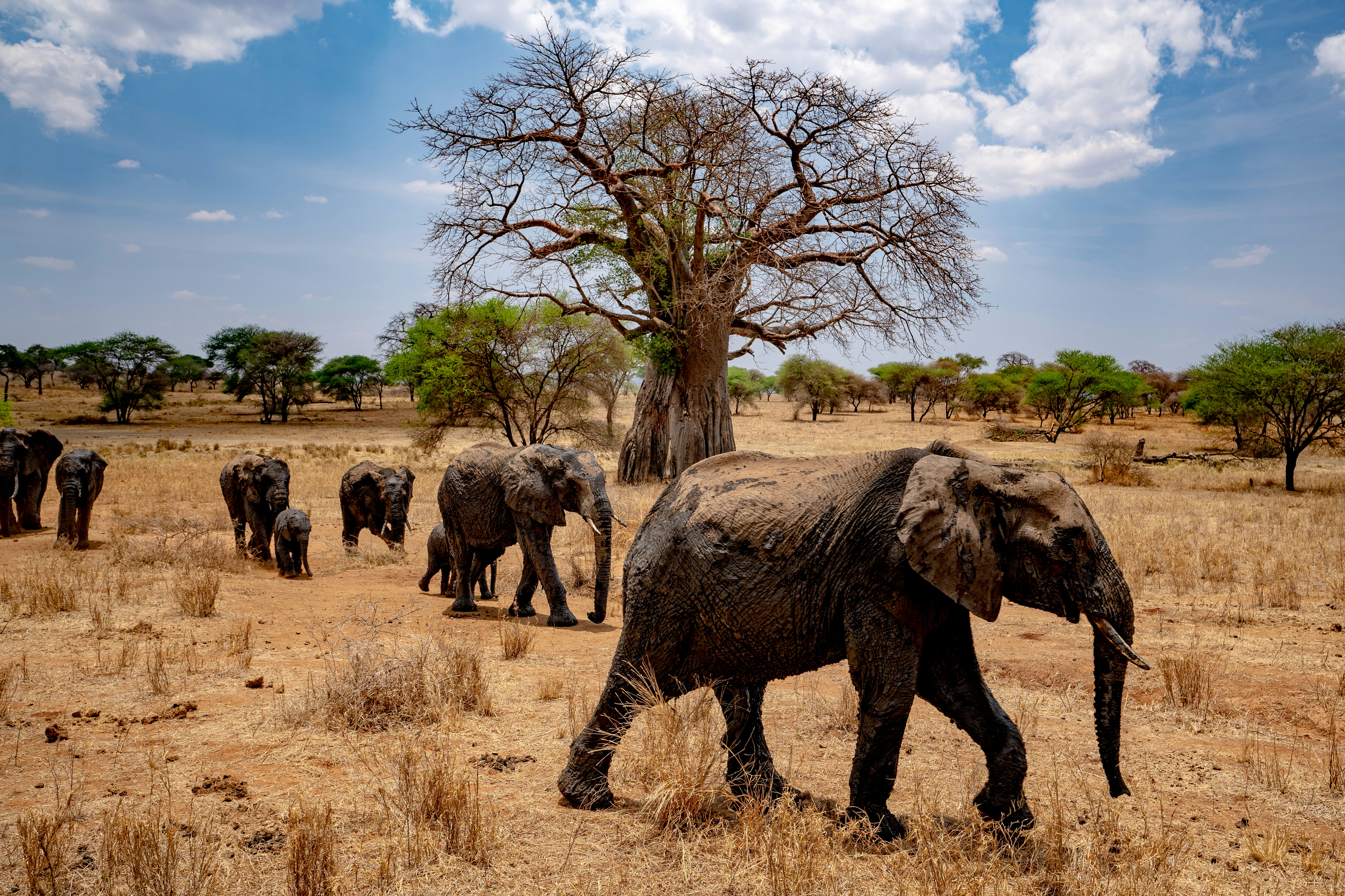 a herd of elephants walking across a dry grass field