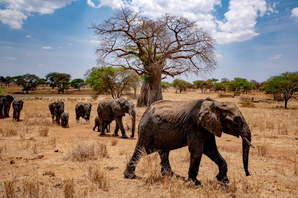 a herd of elephants walking across a dry grass field