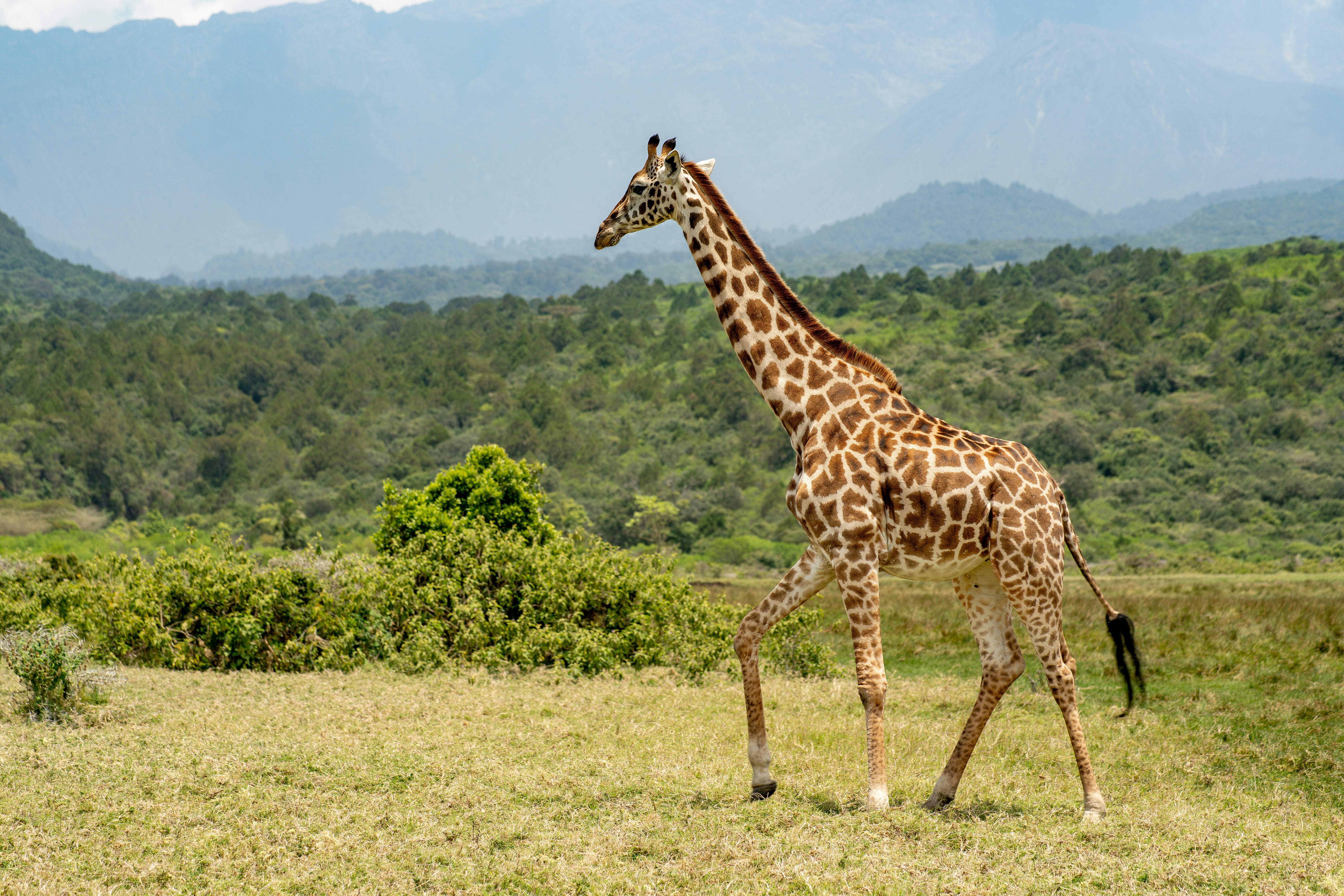 Stay online in the Tanzania with a prepaid eSIM from eSIMlii. Instant activation, no roaming charges, and reliable coverage.