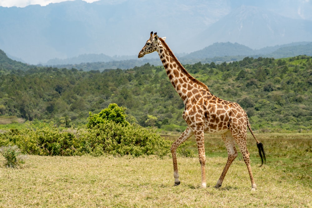 a giraffe walking across a grass covered field