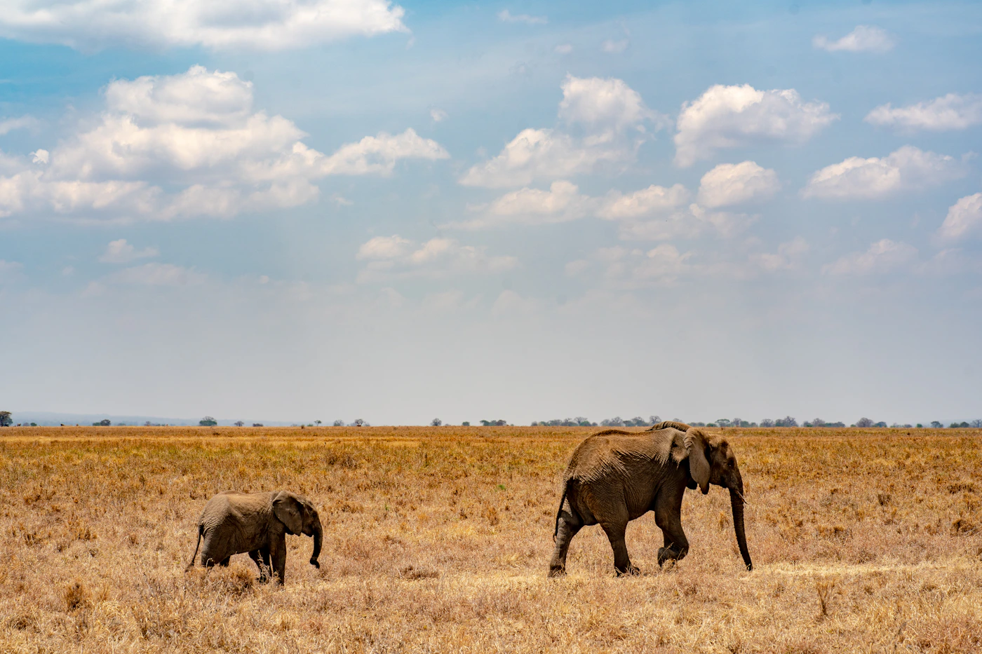 Elephants crossing a golden savanna on an African safari