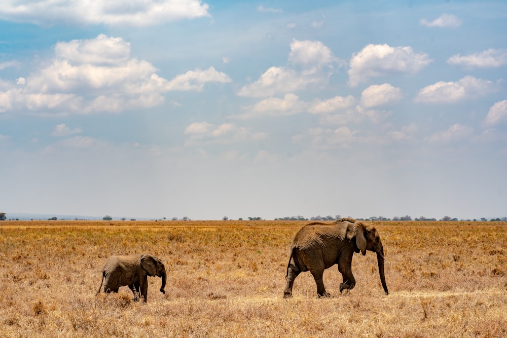 a couple of elephants walking across a dry grass field