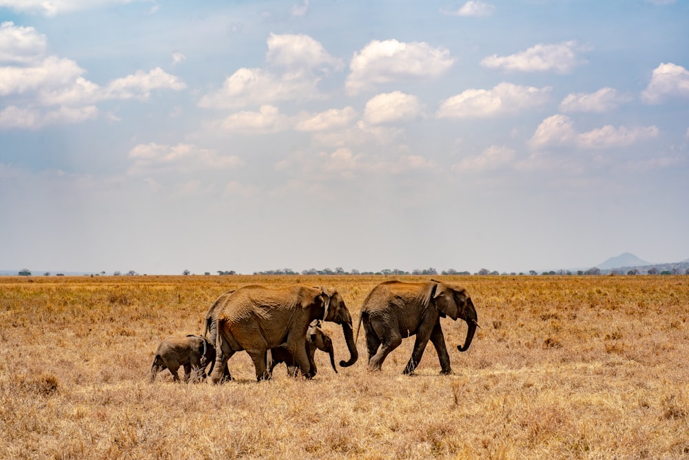 a herd of elephants walking across a dry grass field