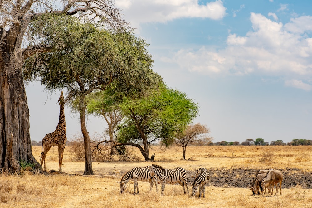 a group of zebras and giraffes standing around a tree