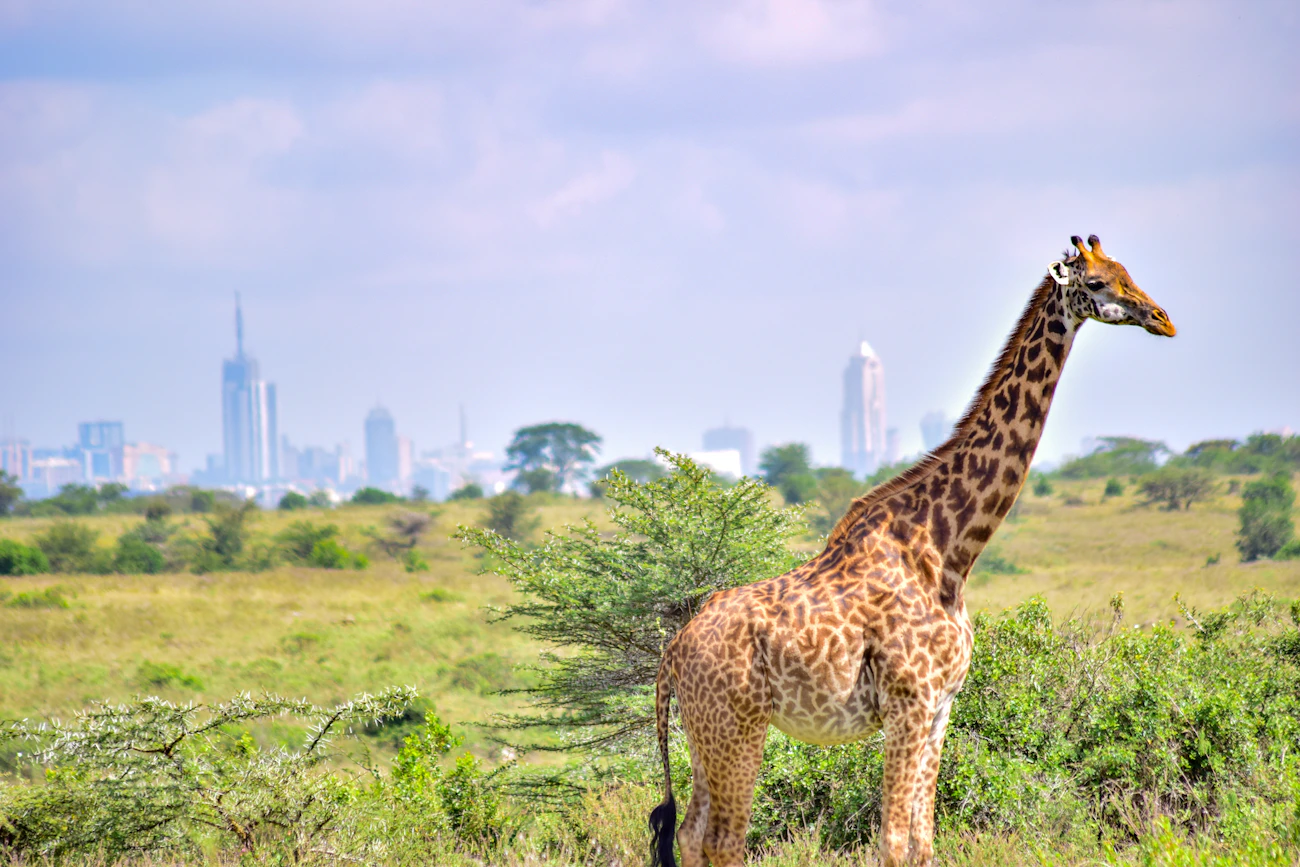 Giraffe and Nairobi skyline