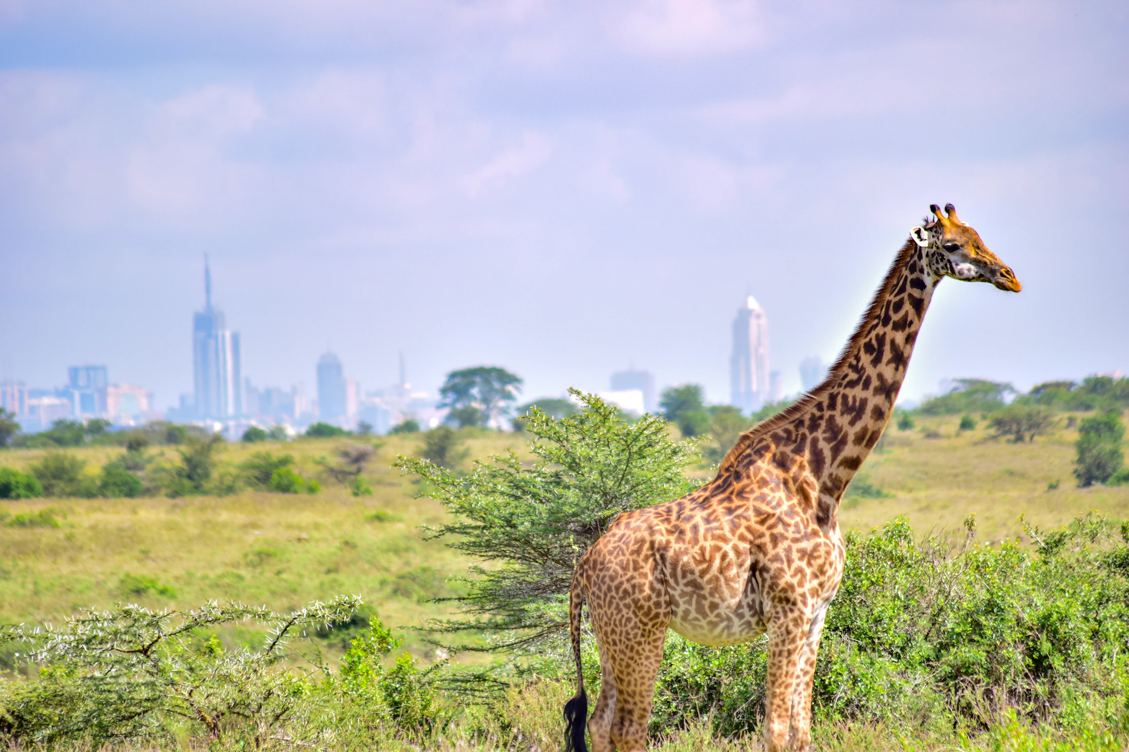 Giraffe at Nairobi National Park with Nairobi skyline