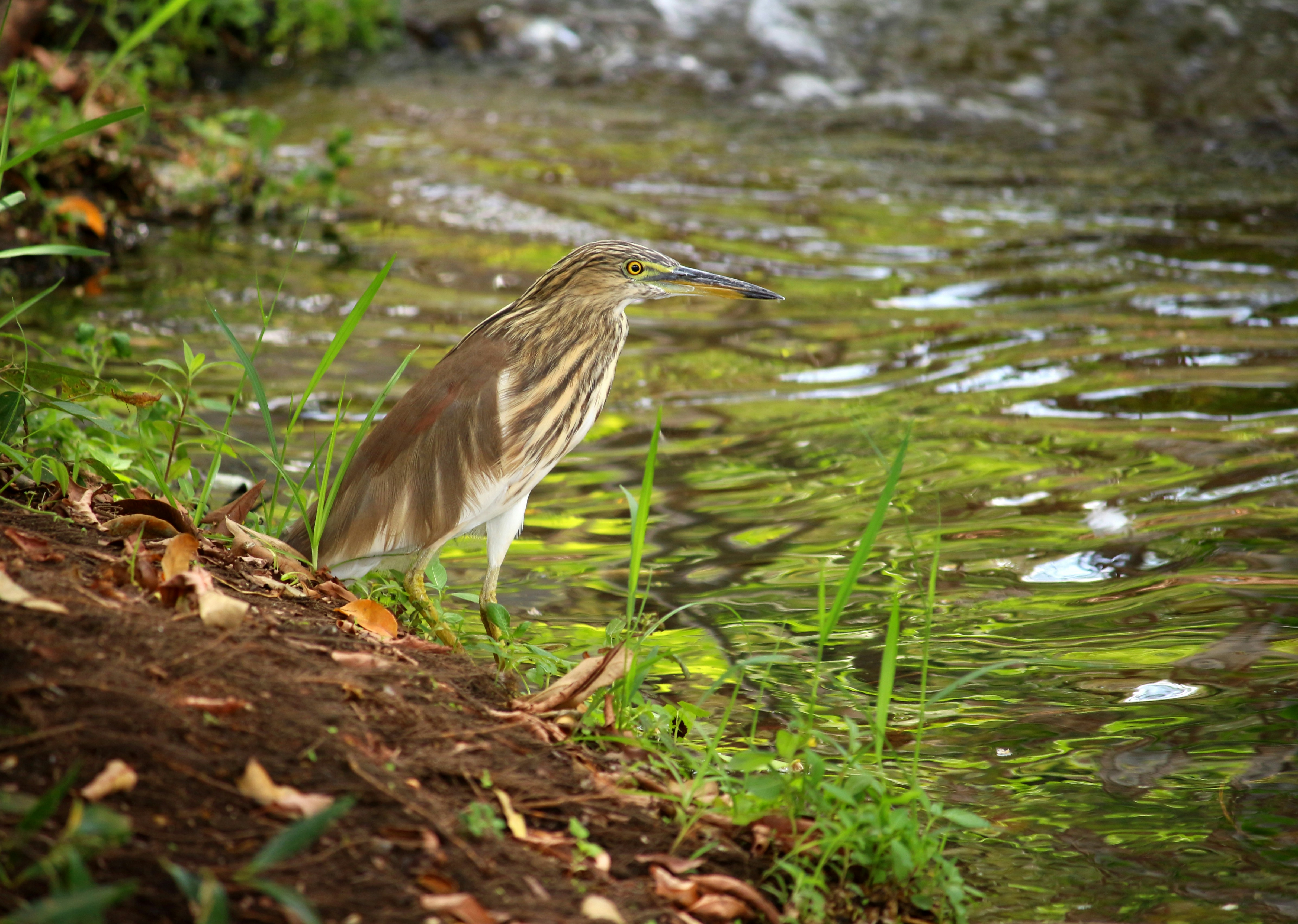 Photo by snehal_krishna