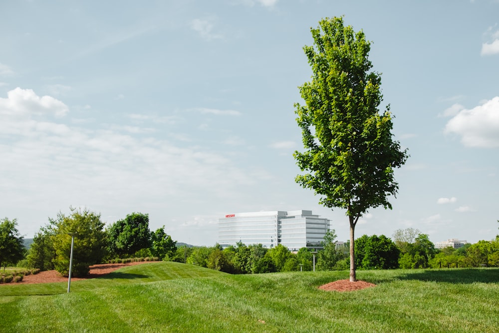 a tree in the middle of a grassy field