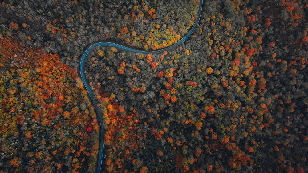 an aerial view of a river running through a forest