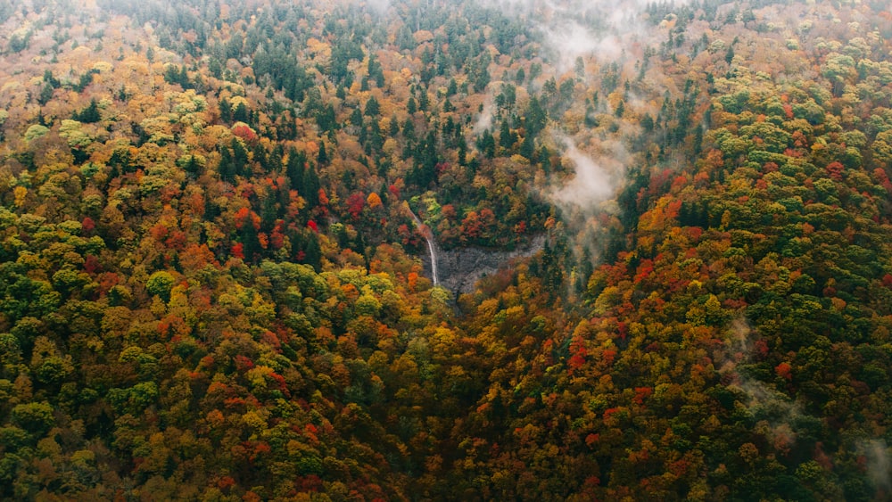 an aerial view of a forest in the fall