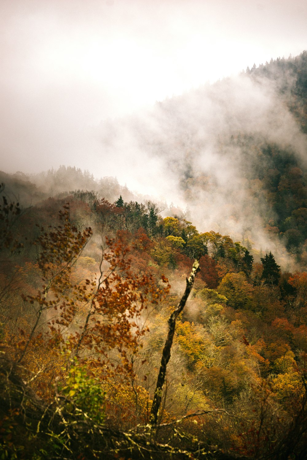 a foggy mountain with trees in the foreground