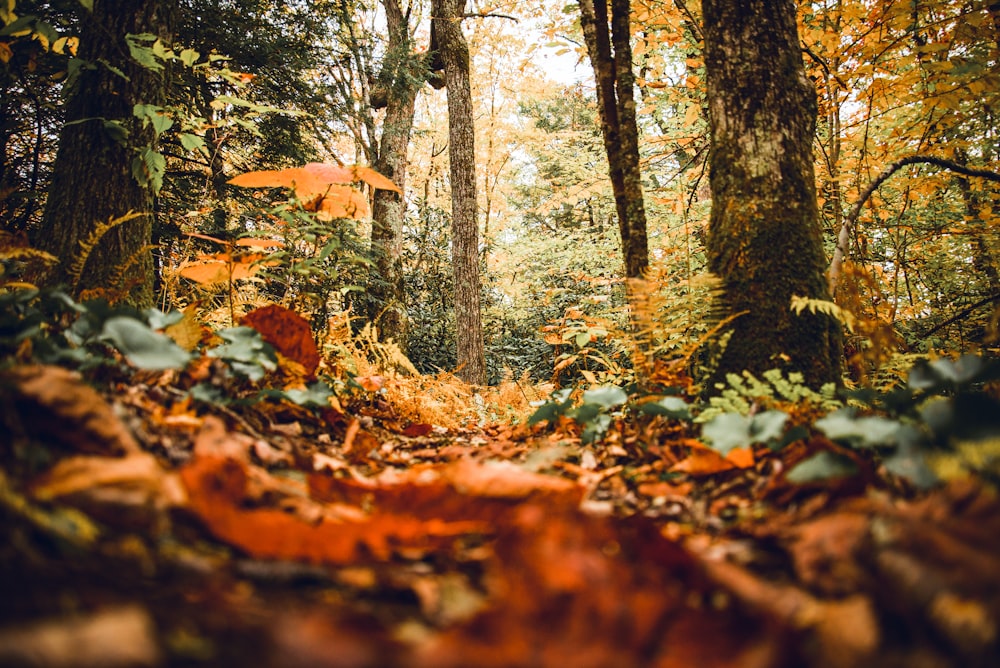 a path through a forest with lots of leaves on the ground