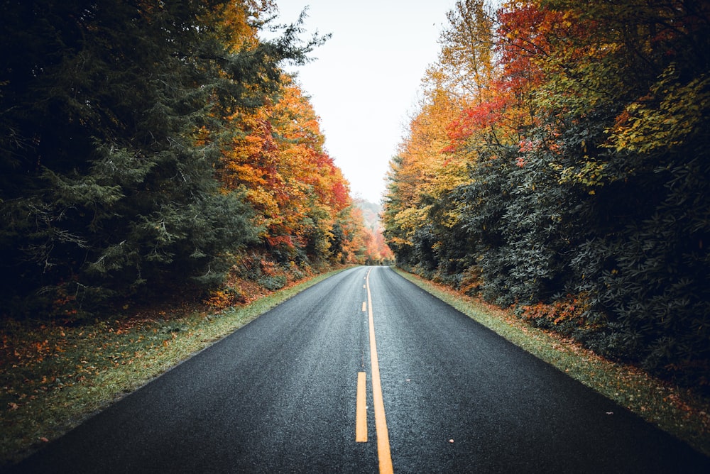 an empty road surrounded by trees in the fall