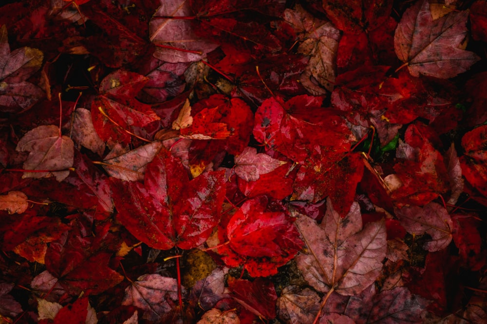 a bunch of red leaves that are on the ground