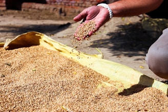 a person scooping seeds out of a bin
