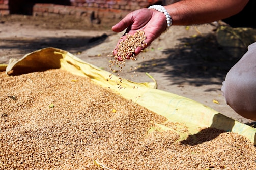 a person scooping seeds out of a bin