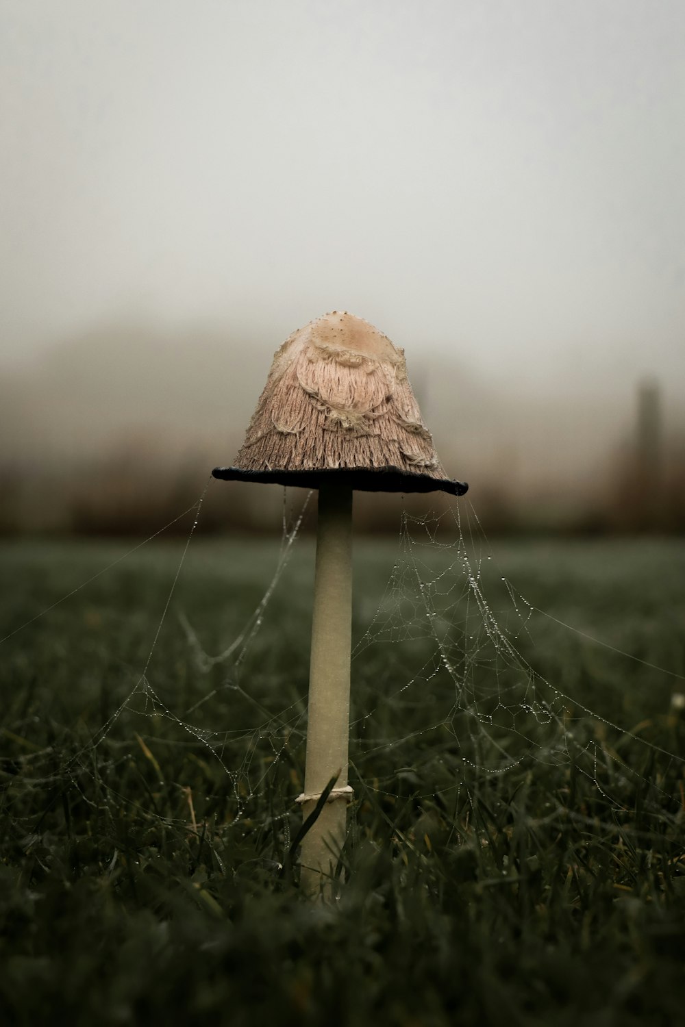 a mushroom sitting on top of a lush green field