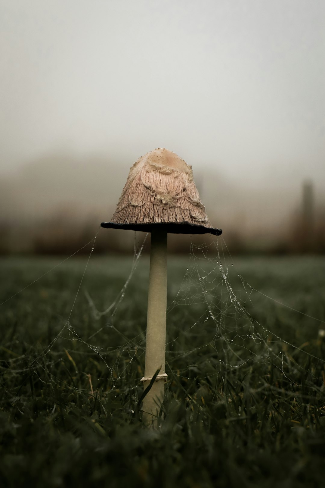 mushrooms quinoa, mushroom, a mushroom sitting on top of a lush green field