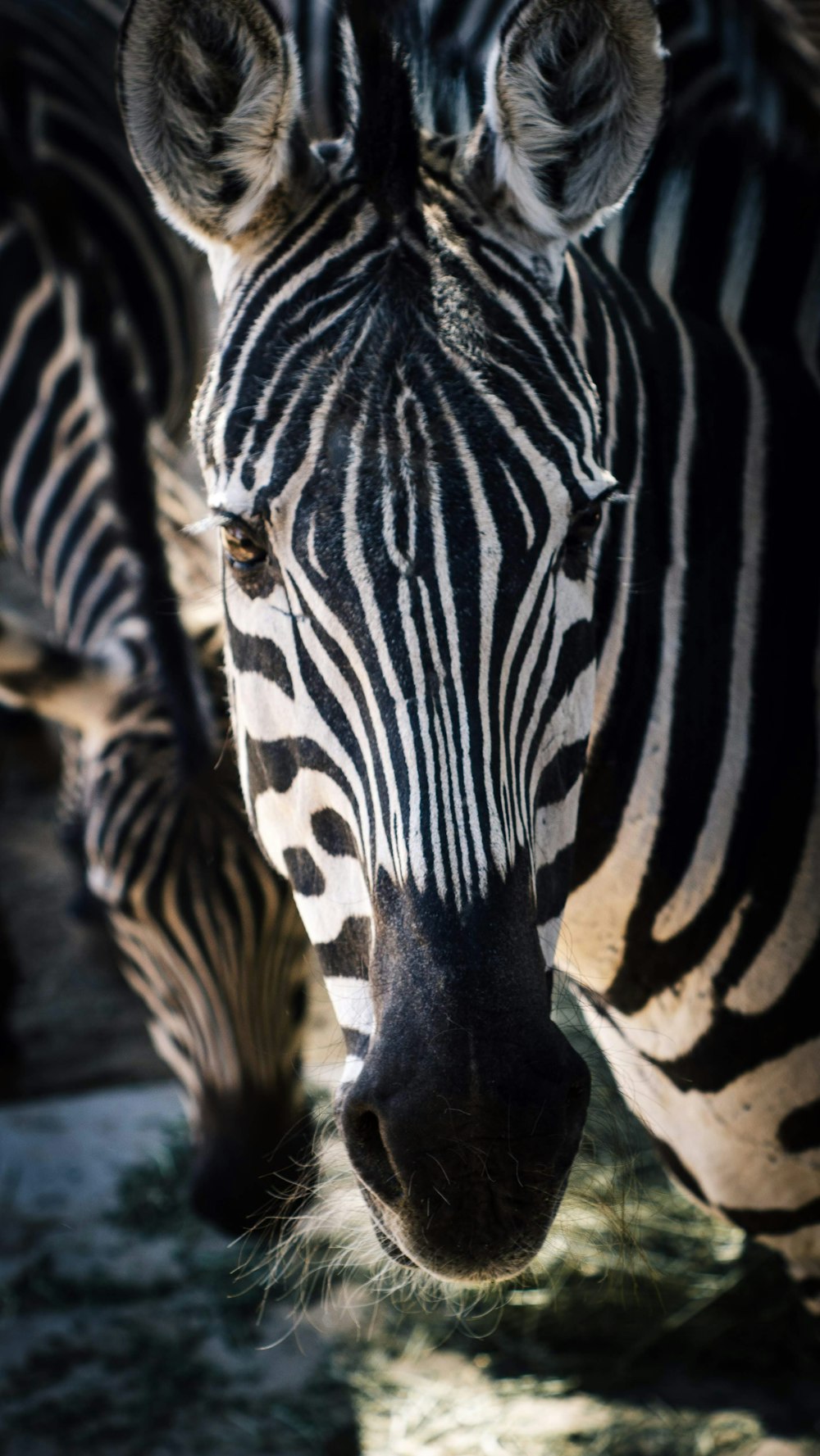 a close up of a group of zebras