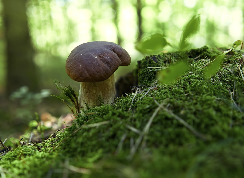 a mushroom sitting on top of a moss covered forest floor