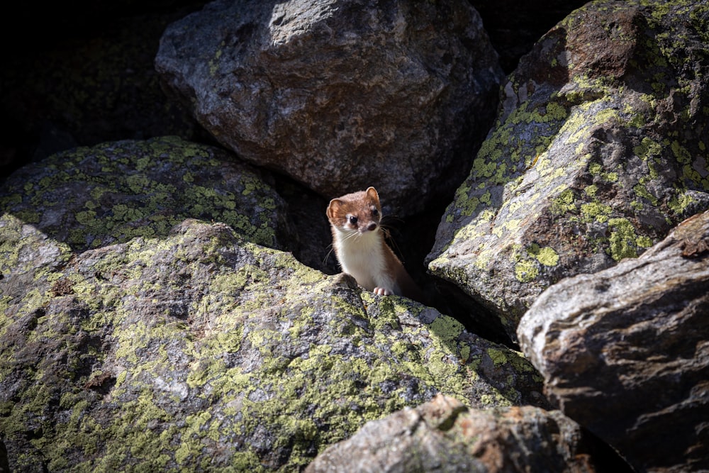 Un piccolo animale marrone e bianco seduto sulla cima di un mucchio di rocce
