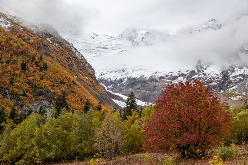 a snow covered mountain with trees in the foreground