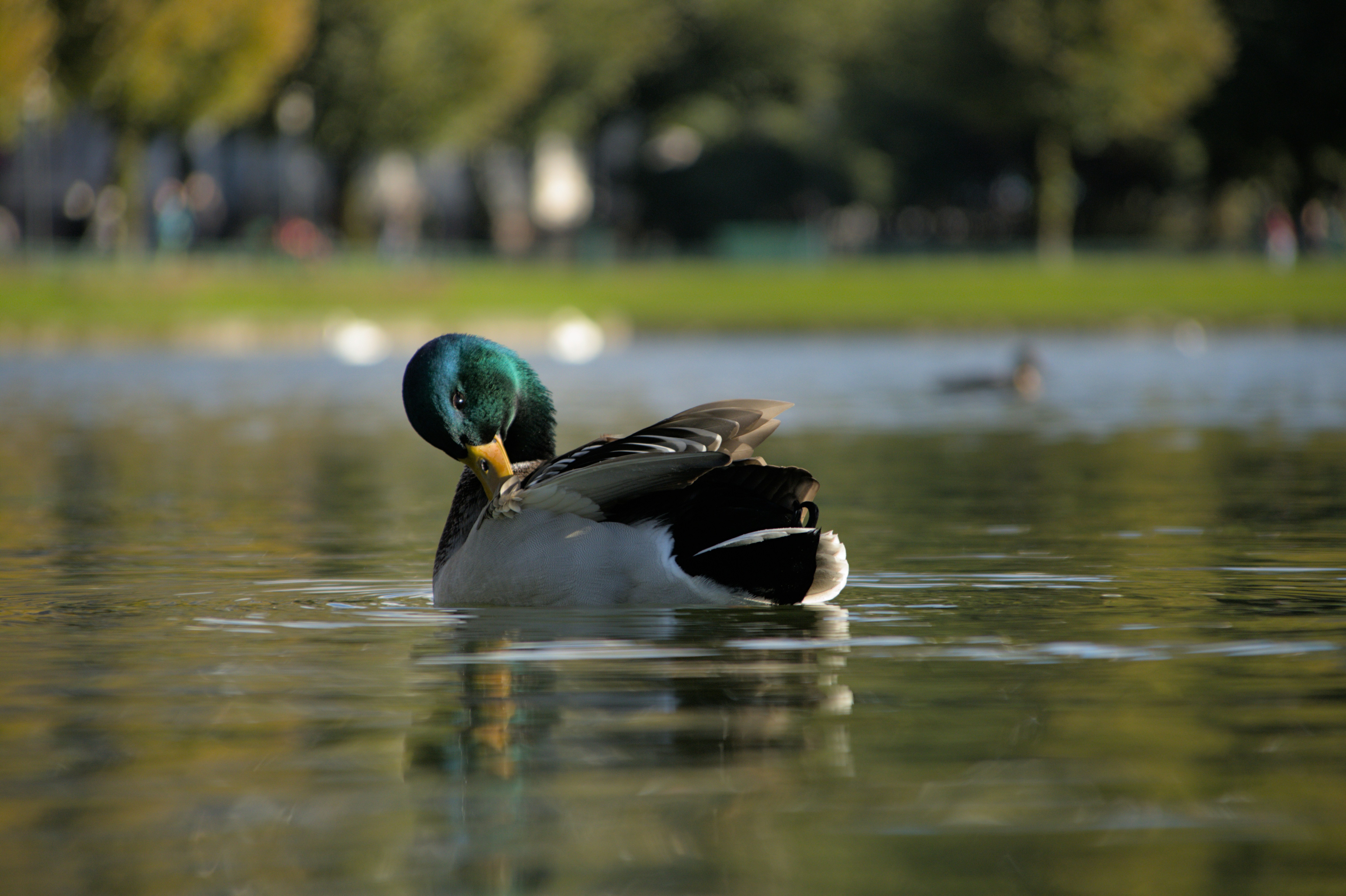Lille Lungegårdsvannet
