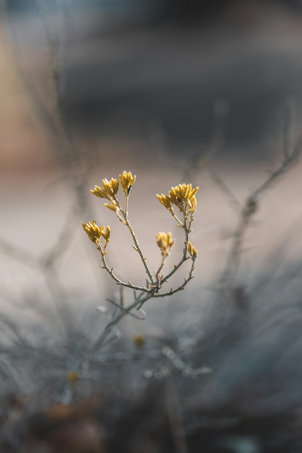 a close up of a plant with yellow flowers