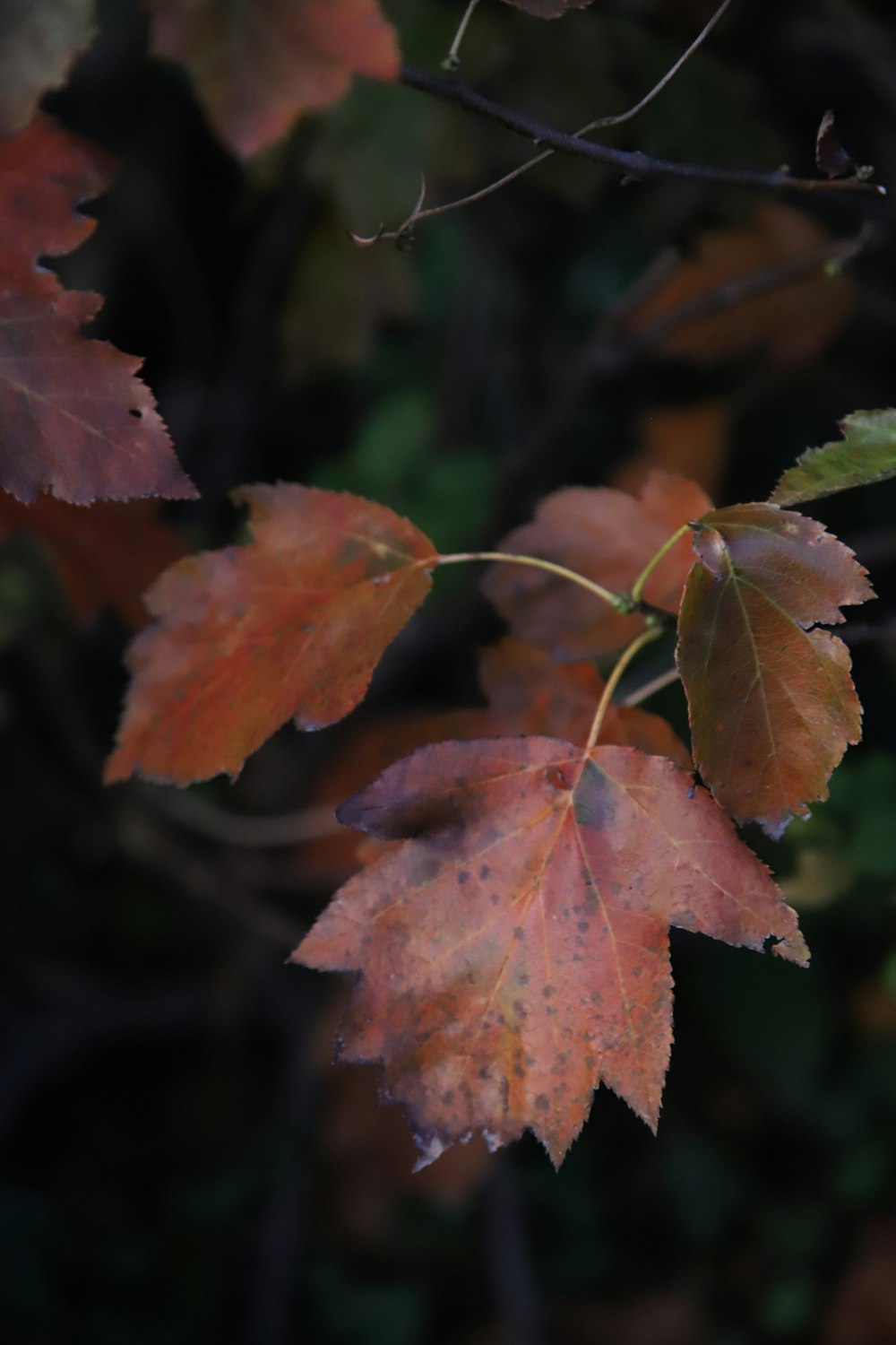 a close up of a leaf on a tree