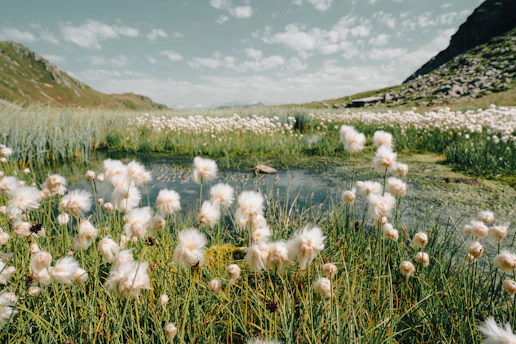 a bunch of flowers that are in the grass