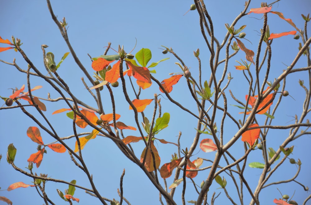 a tree with orange leaves against a blue sky