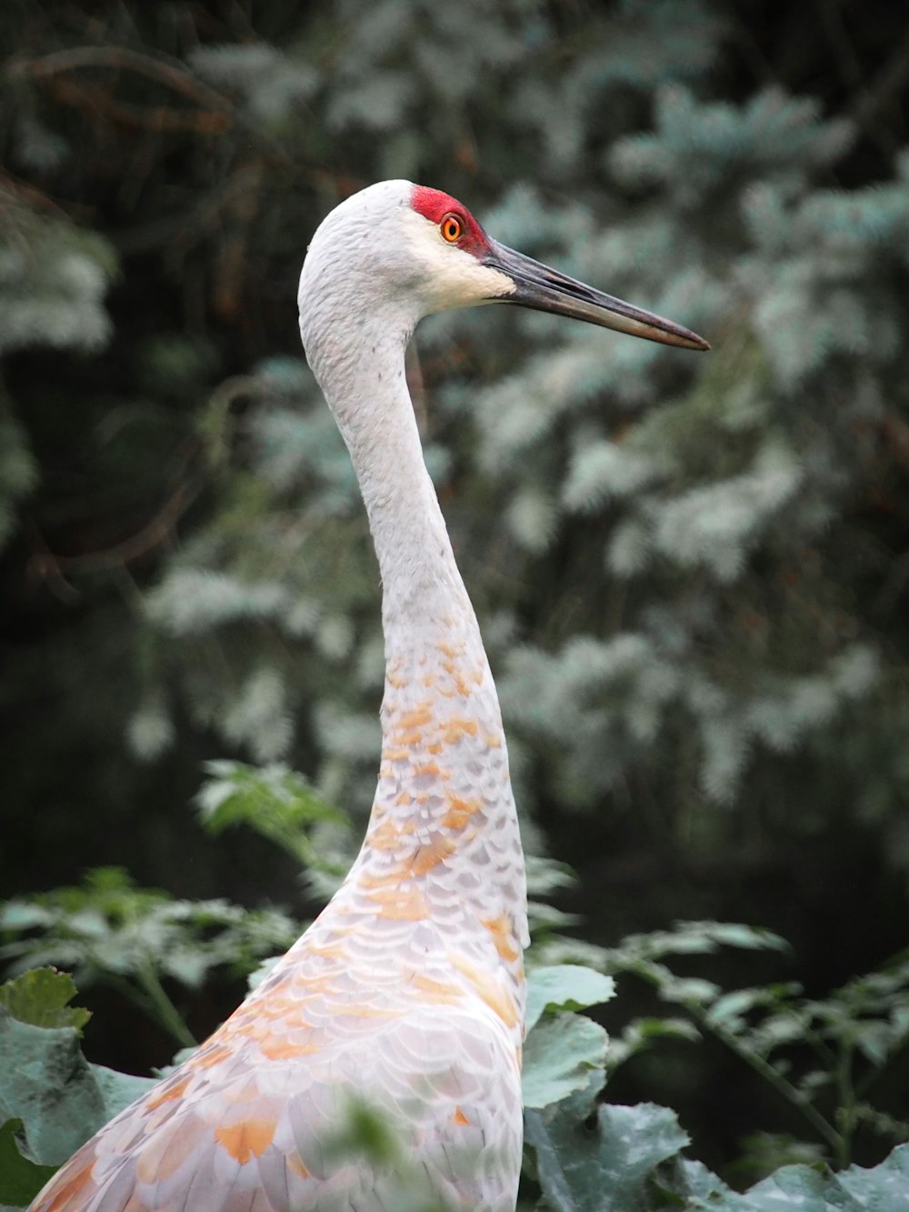 a large white bird standing in a forest