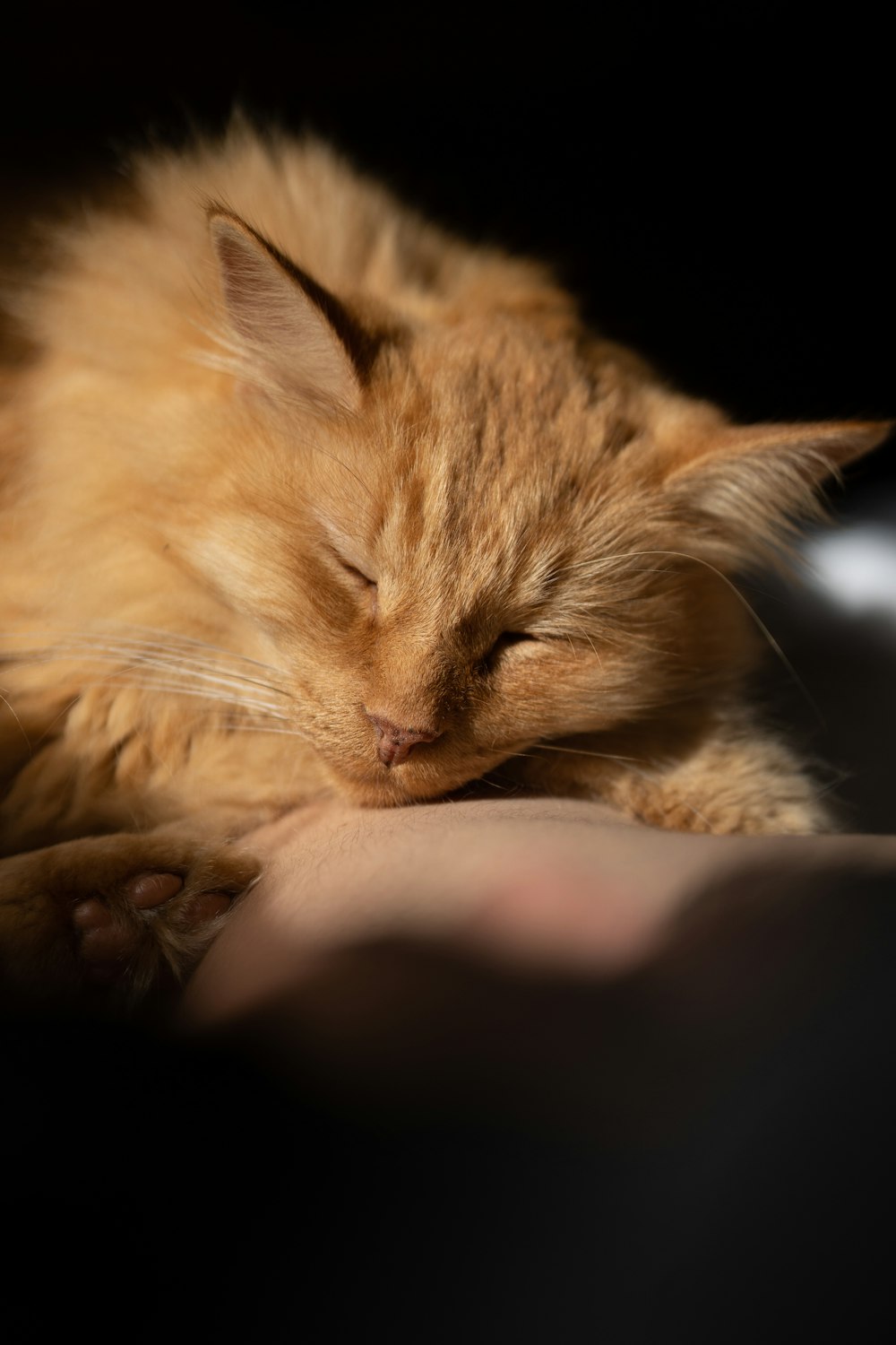 an orange cat sleeping on a persons hand