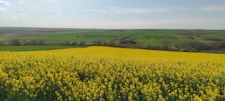 Panoramic shot of a lush countryside with blooming flowers and buzzing beehives under a bright sky.