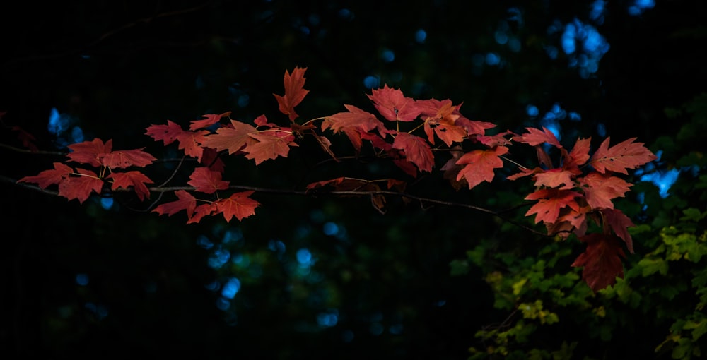 un ramo di un albero con foglie rosse