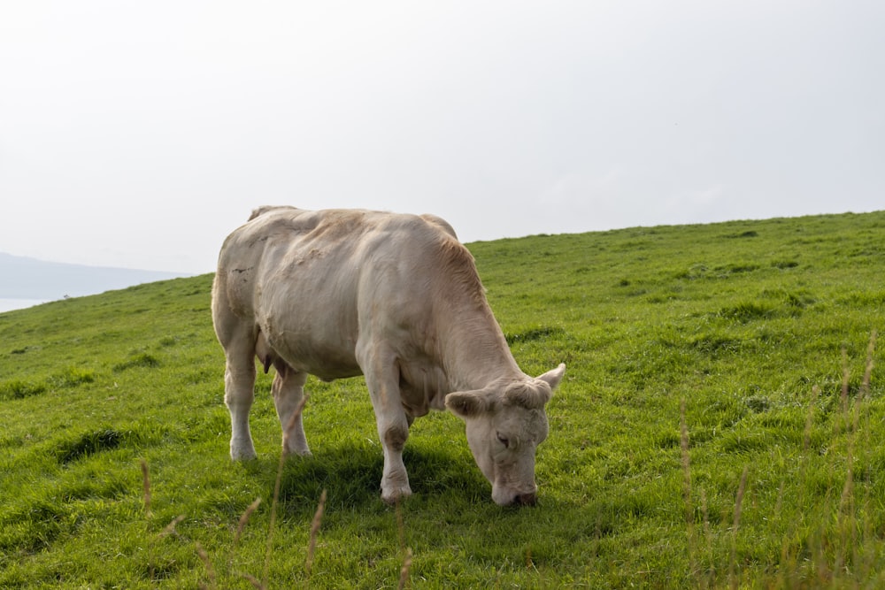 a white cow grazing on a lush green hillside