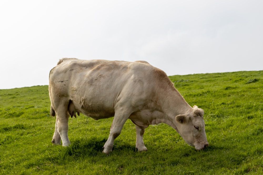a white cow grazing in a grassy field