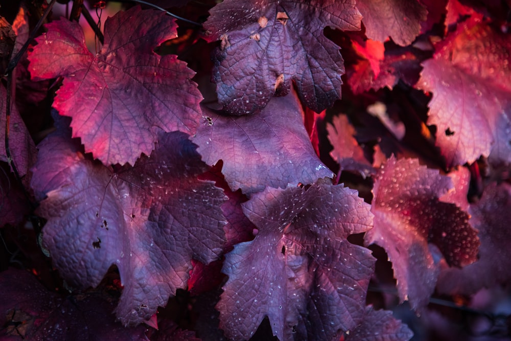 a bunch of purple leaves with water droplets on them