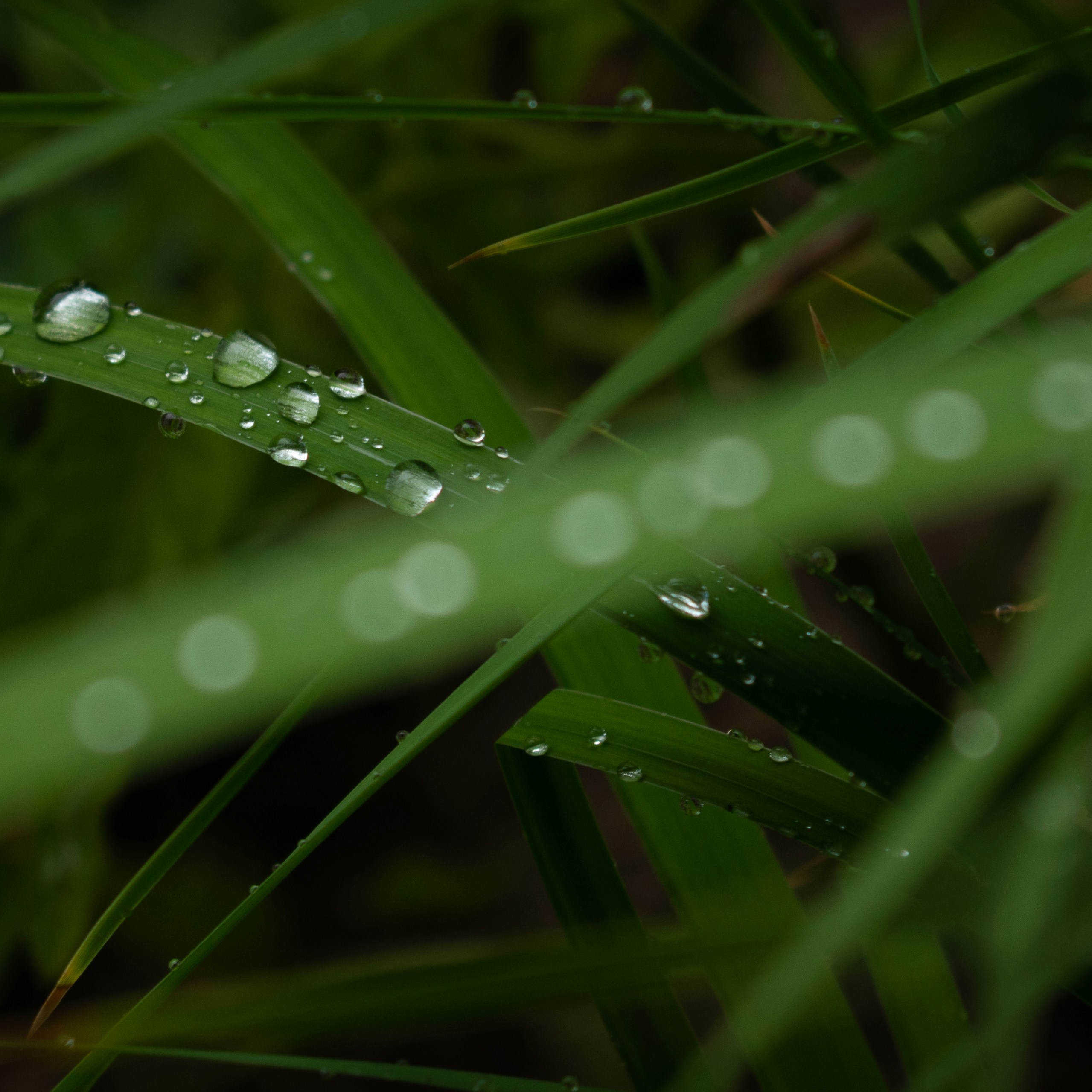 Photo by vjeblackbirdlion