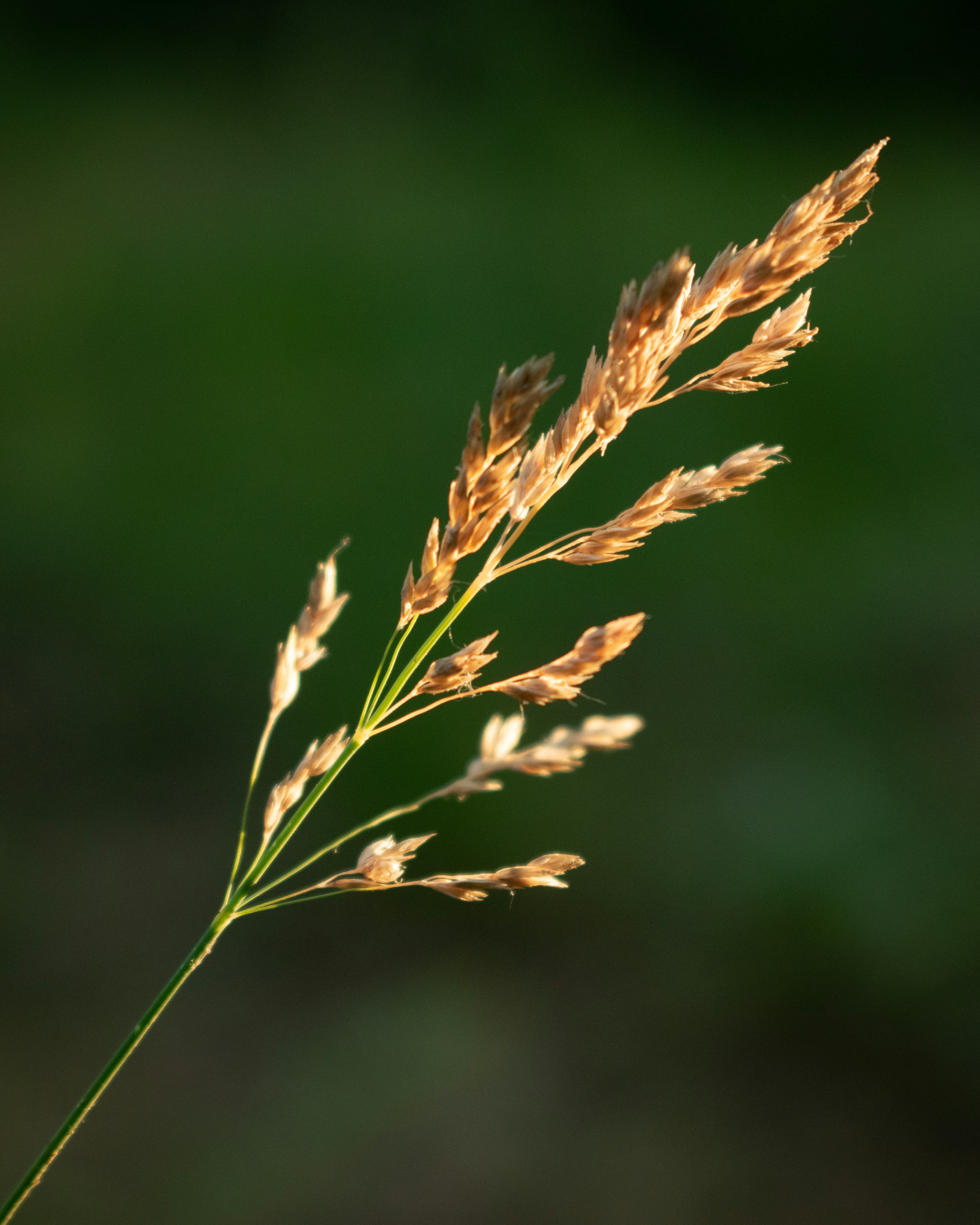 Photo by vjeblackbirdlion