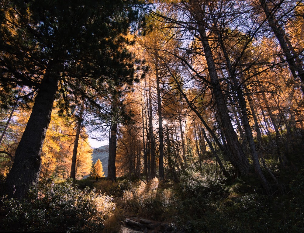 a path through a forest with lots of trees