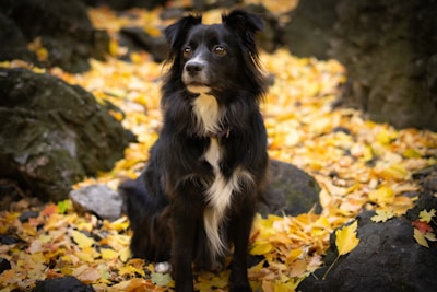 a black and white dog sitting on top of a pile of leaves