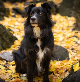 a black and white dog sitting on top of a pile of leaves