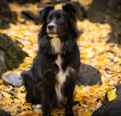 a black and white dog sitting on top of a pile of leaves