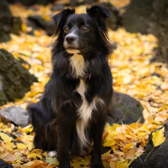 a black and white dog sitting on top of a pile of leaves