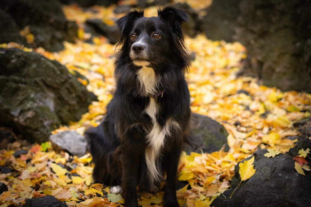 a black and white dog sitting on top of a pile of leaves